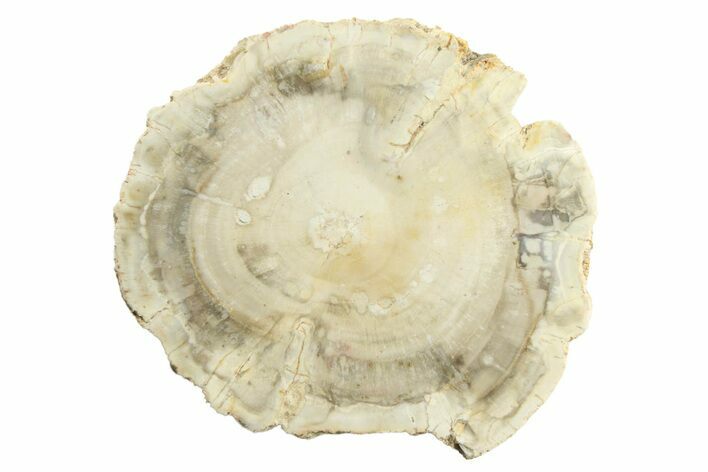 Polished Petrified Wood (Araucaria) Round - Madagascar #304919